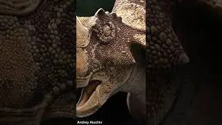 Were Ceratopsians "Omnivores"? - Fun Paleo Facts #shorts