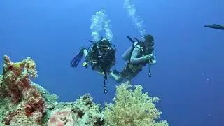 Дайвинг с акулой в Шарме 2024г.