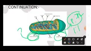 Mitochondria explained#csirnet #gatexl2023 #neet2023 #class12biology