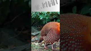 Amazing Bird