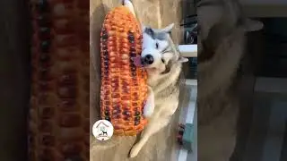 LOL, So Smart Funny Dog Videos Compilations Funny Dog Shorts 🐶😂😂  EPS581
