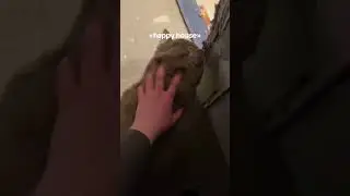 happy house