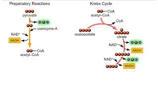 The Krebs Cycle Animation