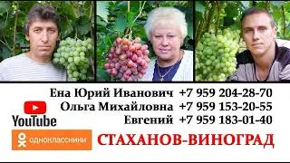Виноград Зоренька