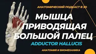 Мышца приводящая большой палец стопы. Анатомия в 3D, тесты, упражнения.