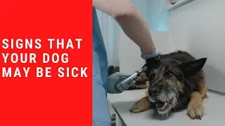 Signs that Your Dog may be Sick🤣