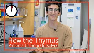 How the Thymus Protects Us from Ourselves | Dissertation in One Minute