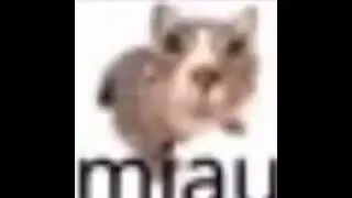 miau meme