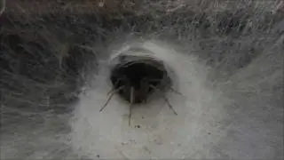 Spiderweb