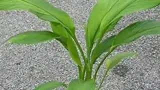 ll হলুদে নিরাময় হয় ক্যানসার ll