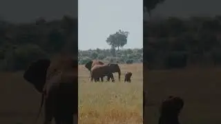 Big Elephant and Baby Elephant ❤️🥰🐘#shorts#elephant#wildlife#viral