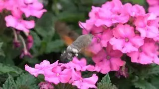 Fruczak Gołąbek (Macroglossum stellatarum, Hummingbird hawk-moth)