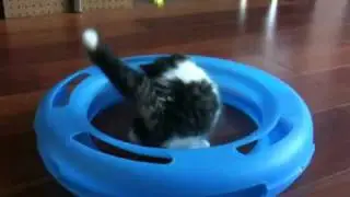 Likeboe 's Charley