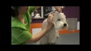¿Cómo arreglar caras de West Highland terrier?