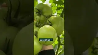 Шихирбаз F1. Розовый урожайный индет - крупноплод для теплиц.