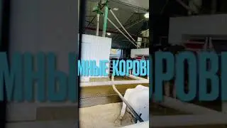 УМНЫЕ КОРОВЫ В КАНАДЕ 🤣SMART COWS IN CANADA 😁