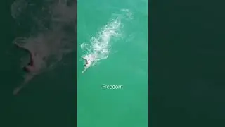Swimming sets you free #swimming #training #danswim