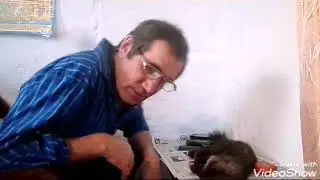 Изготовление чучела соболя. Часть 1.