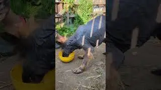 Овчарка Гера