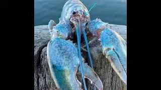 sans lobster jumpscare