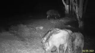 The boars have come to feast. Hunting and fishing. Boar issue 179