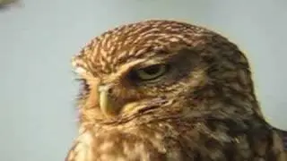 MOCHUELO EUROPEO / LITTLE OWL