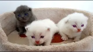 Прощаемся с КОШЕЧКОЙ Орлан! Очень Маленькие КОТЯТА! Кошка родила КОТЯТ! Видео для детей про котят