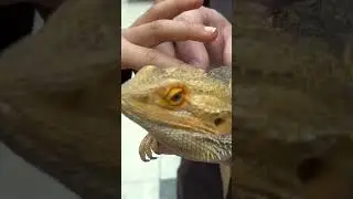 How Did Bearded Dragons Get Named?
