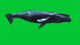 Green screen whale vide