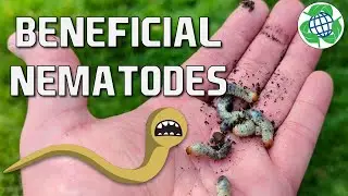 Preventing Pests With Beneficial Nematodes!