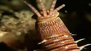 Фантастические твари и ночное погружение на Сулавези.