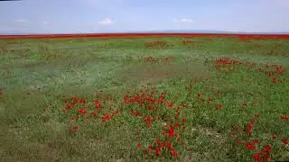 Пролетая над маковым морем