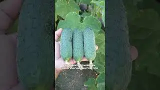 Идеальный огурец ГИЛРОЙ #садыроссии#огурцы #семена #огурцывтеплице