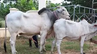 Cow Matting 2021