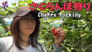 さくらんぼ狩り Cherry Picking