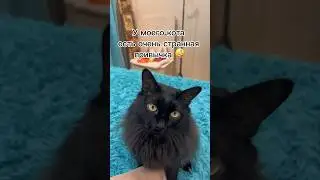 Странная привычка кота #кот #бегемот #cat #черныйкот #котбегемот #blackcat #странно #привычка