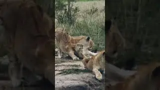 That stretch... the puuuurfect lion pose.. #youtubeshorts #viralvideo #trendingshorts #wildlife