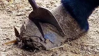 The Donkey Walked On Its Instep, And The Master Repaired It With Scissors And A Large Shovel