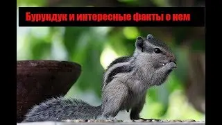Бурундук и интересные факты о нем