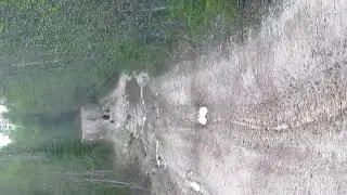 Медведица с медвежонком! Жесть!!!