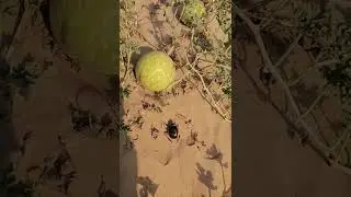 Dung Beetle and Bitter Apple in Dubai Desert خنفساء صحراوية والحنظل في صحراء دبي