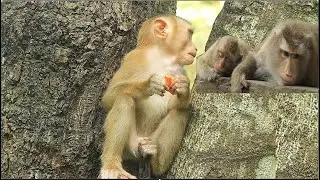Smart boy ! Monkey Leo Escape to eat own fruit and look at to RB & Libby is relaxing. He don disturb