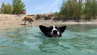 Mando első úszása + Daisy