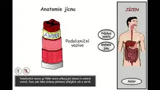 Trávení, část 7: Jícen - anatomie