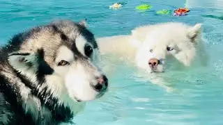 Malamute Gives Himself A Bath With His Husky Wife