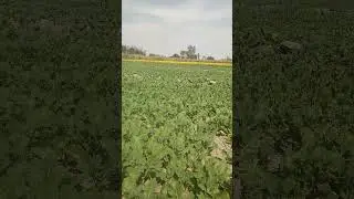 om fo#trending #trendingshorts #farmer