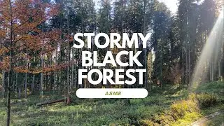 Stormy Weather blackforest Sound Birds (Asmr •35 Min