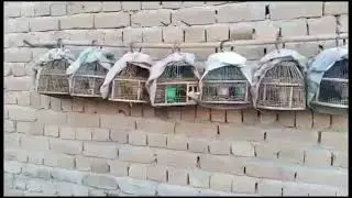 Batair_ki_awaz___Common_quail_sound_#viralreelschallenge_#batairkiawaz_#quail_#foryouシ_