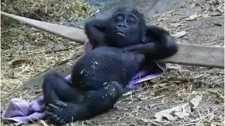 Philosophical ape