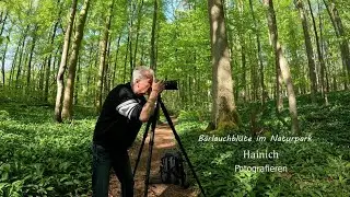 Bärlauchblüte im Nationalpark Hainich Fotografieren.